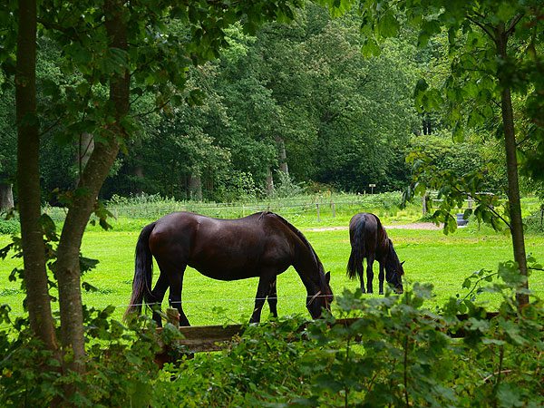 Zie je vaak in het parklandschap van Oost-Friesland: de wereldwijd vermaarde gitzwarte Friese paarden. Foto’s: Albert Hendriks.