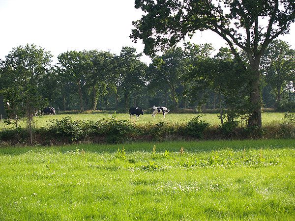 Elzen- en eikensingels omzomen de weiden in de Friese Wouden. De foto werd genomen in Twijzelerheide. Foto: Albert Hendriks.