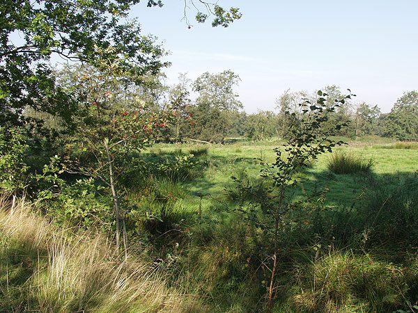 Veenmoeras Het Fochteloër veen ten oosten van Oosterwolde.