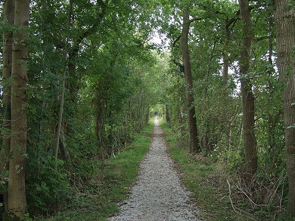 Eén van de vele “woudenpaden”, hier in de omgeving van Fochteloo