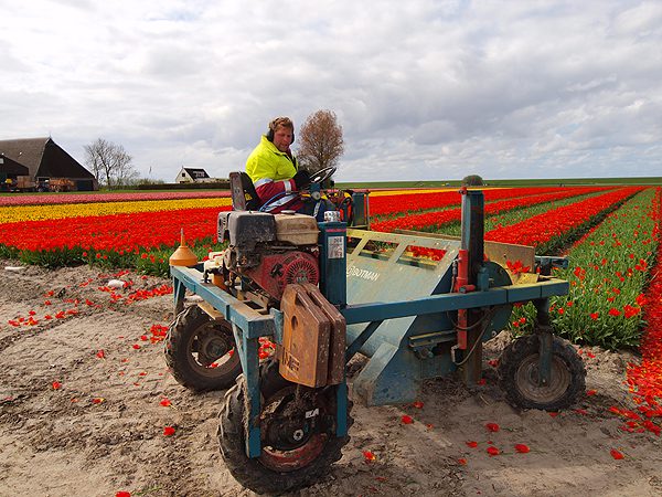Acronius Hanenburg op de tulpenkopper.