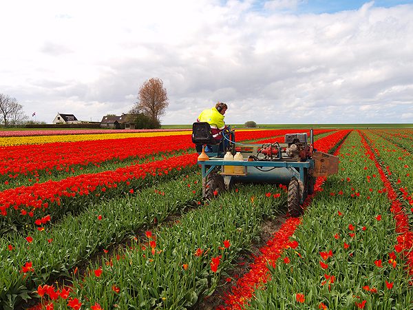 Acronius Hanenburg op de tulpenkopper.