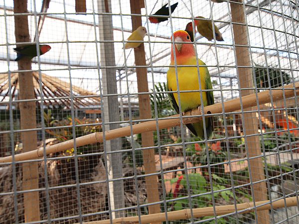 De Orchideeënhoeve is ook een paradijs voor tropische voogels.