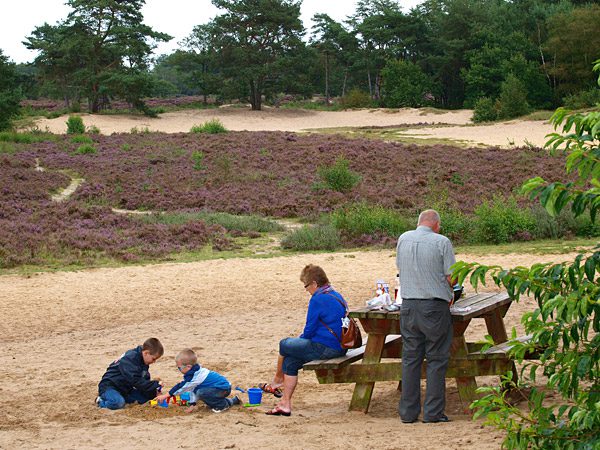 It Fryske Gea wordt een beetje speelser. Op de foto het Mandefjild, 235 bos, heide en zandverstuivingen bij Bakkeveen in de Friese Wouden. Dit natuurterrein is één van de grootste publiekstrekkers van It Fryske Gea.