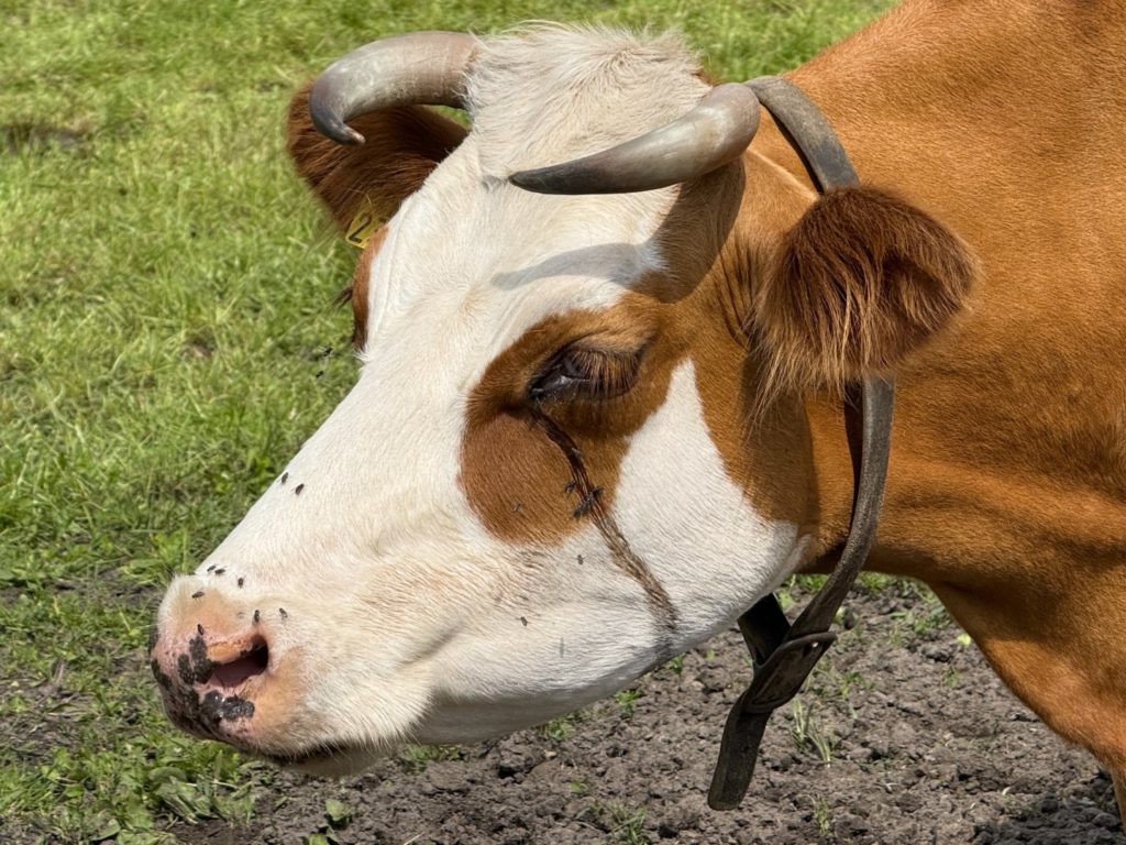 Groningse blaarkoppen