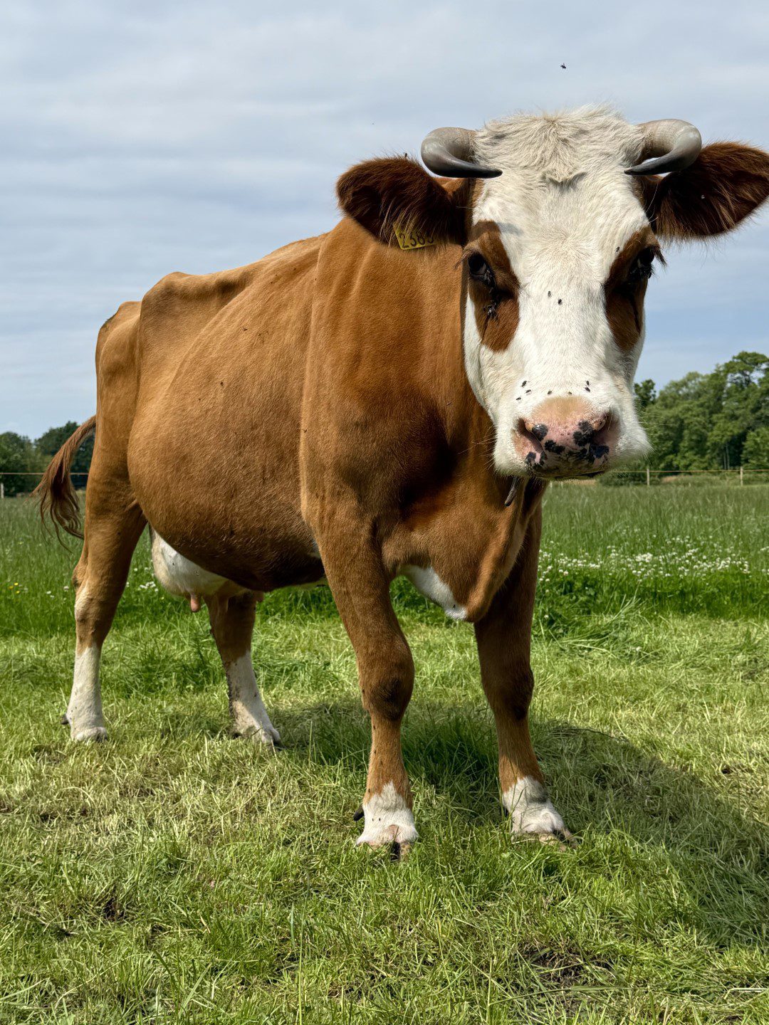 Groningse blaarkoppen