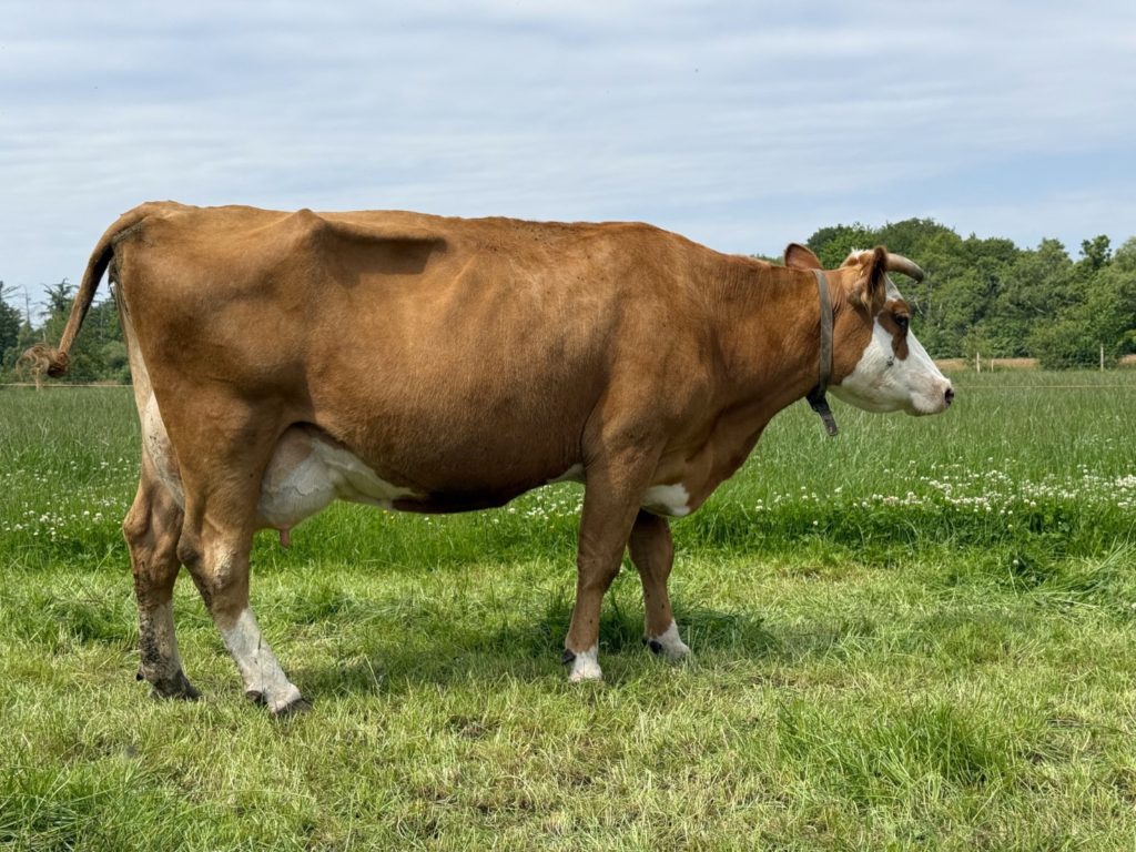Groningse blaarkoppen