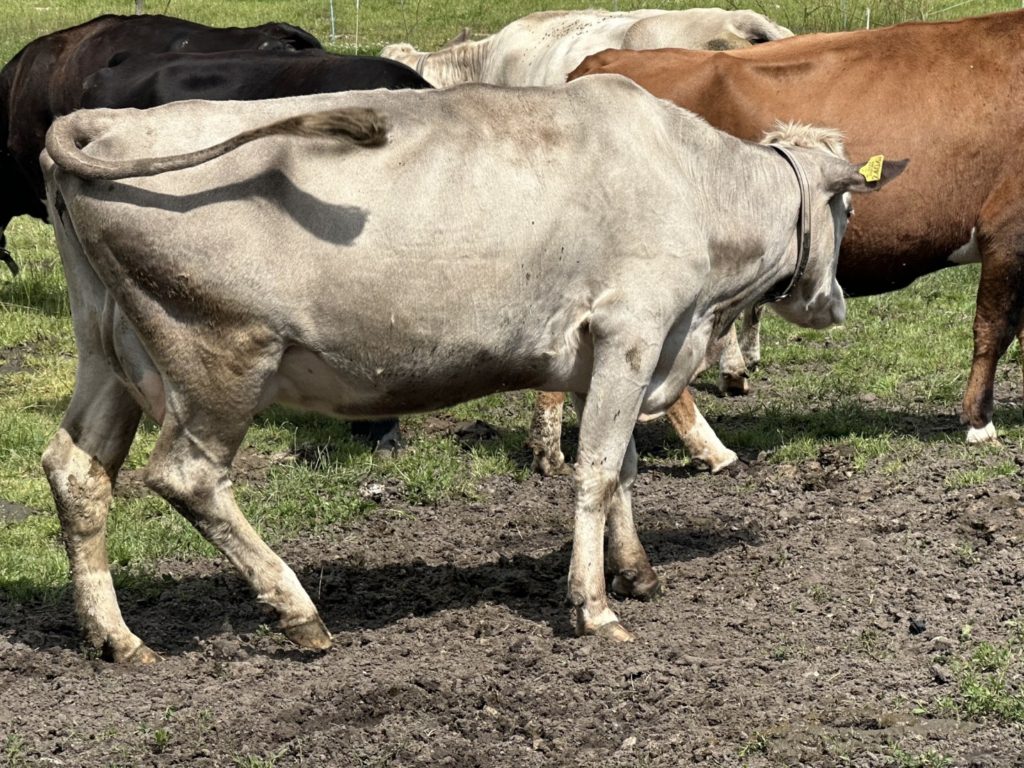 Groningse blaarkop